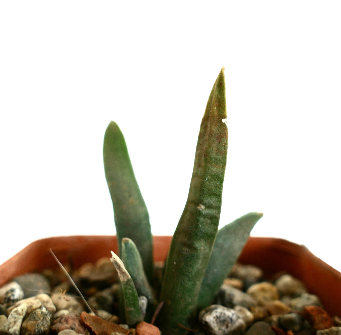 Ariocarpus retusus X Ariocarpus agavoides