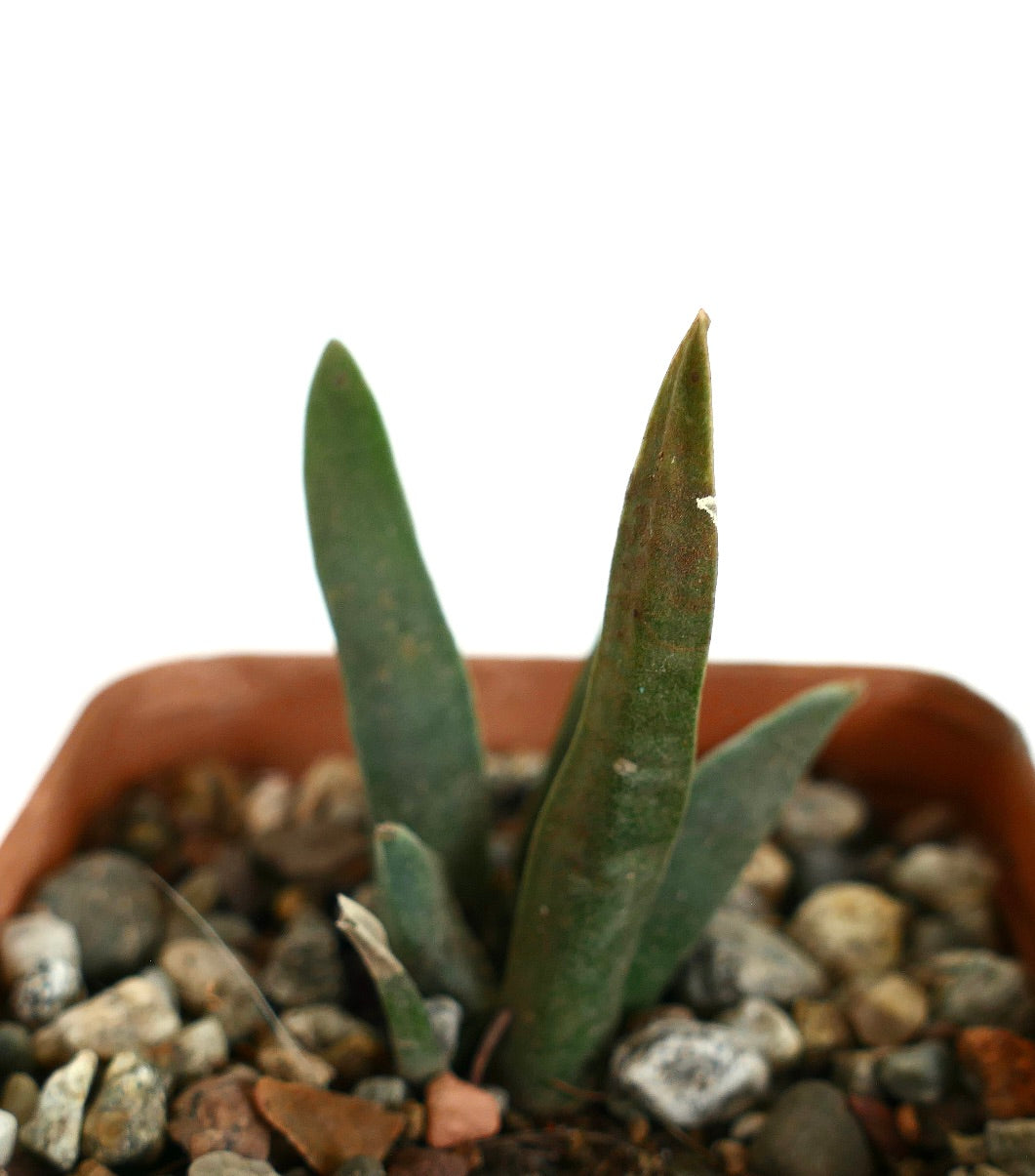 Ariocarpus retusus X Ariocarpus agavoides