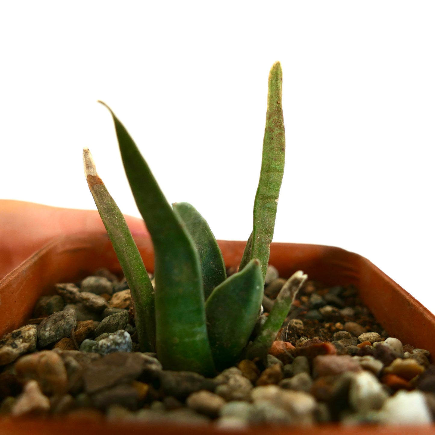 Ariocarpus retusus X Ariocarpus agavoides