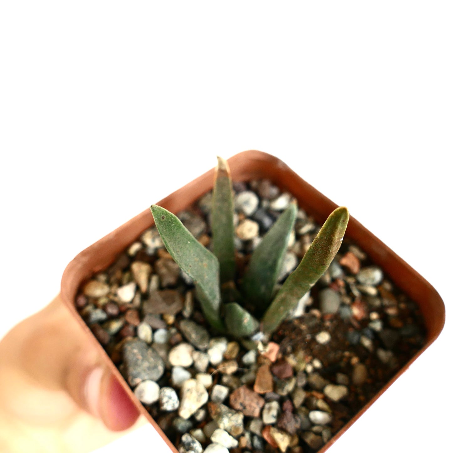 Ariocarpus retusus X Ariocarpus agavoides