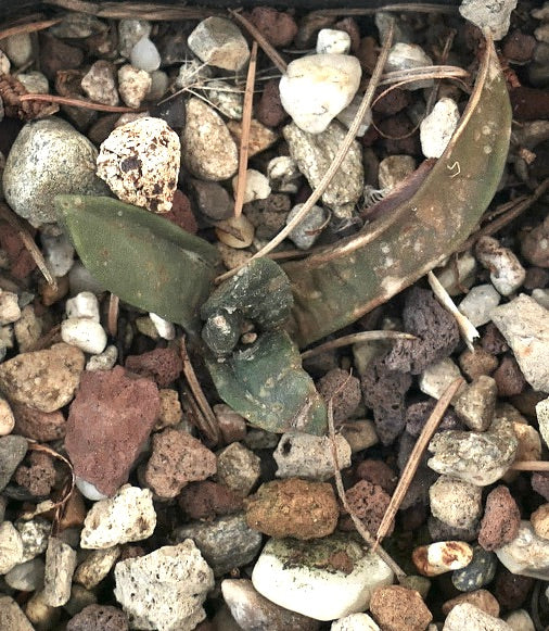 Ariocarpus retusus X Ariocarpus cv TRINGER