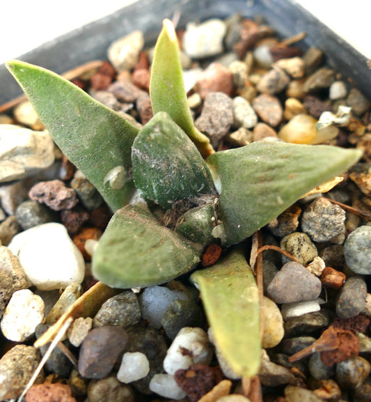 Ariocarpus retusus X Ariocarpus retusus cv CAULIFLOWER