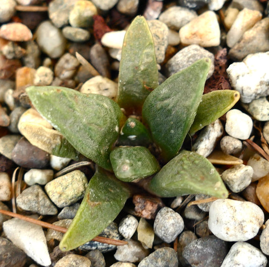 Ariocarpus retusus X Ariocarpus retusus cv CAULIFLOWER