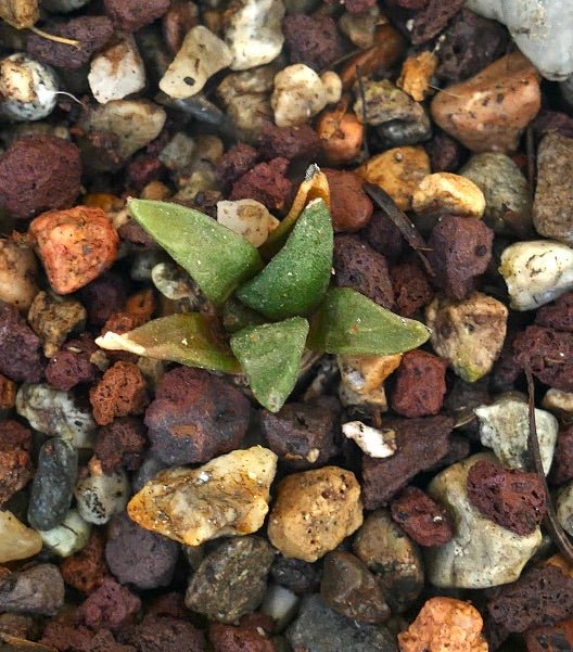 Ariocarpus retusus X Ariocarpus retusus cv CAULIFLOWER