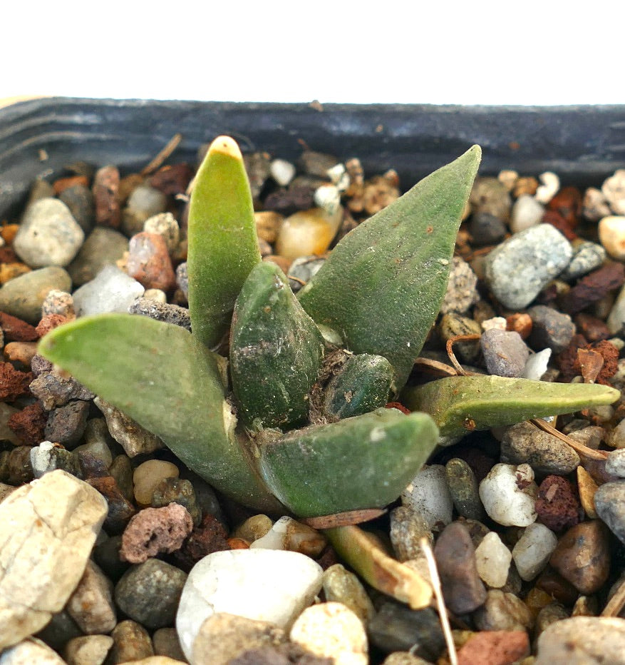 Ariocarpus retusus X Ariocarpus retusus cv CAULIFLOWER