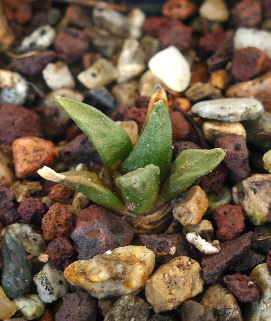 Ariocarpus retusus X Ariocarpus retusus cv CAULIFLOWER