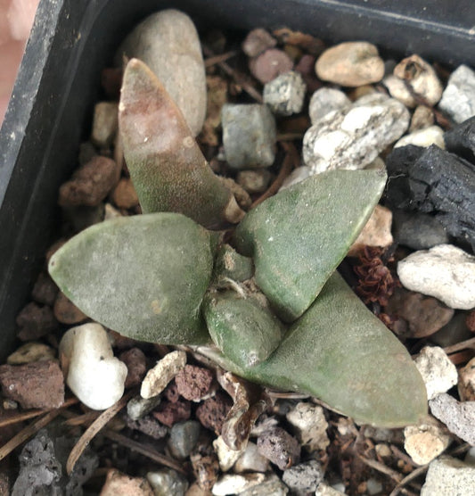 Ariocarpus retusus X Ariocarpus retusus cv MARUIBO H7