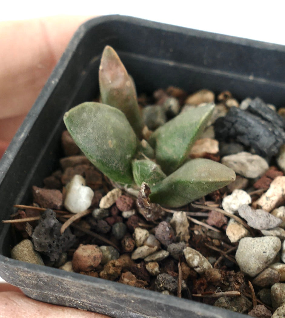 Ariocarpus retusus X Ariocarpus retusus cv MARUIBO H7