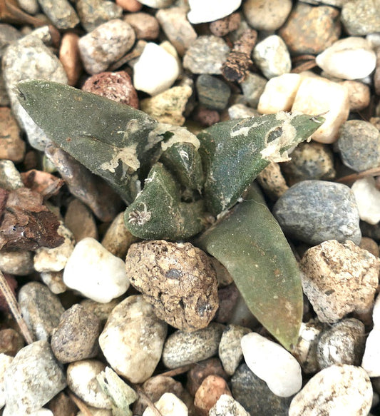 Ariocarpus retusus X Ariocarpus trigonus