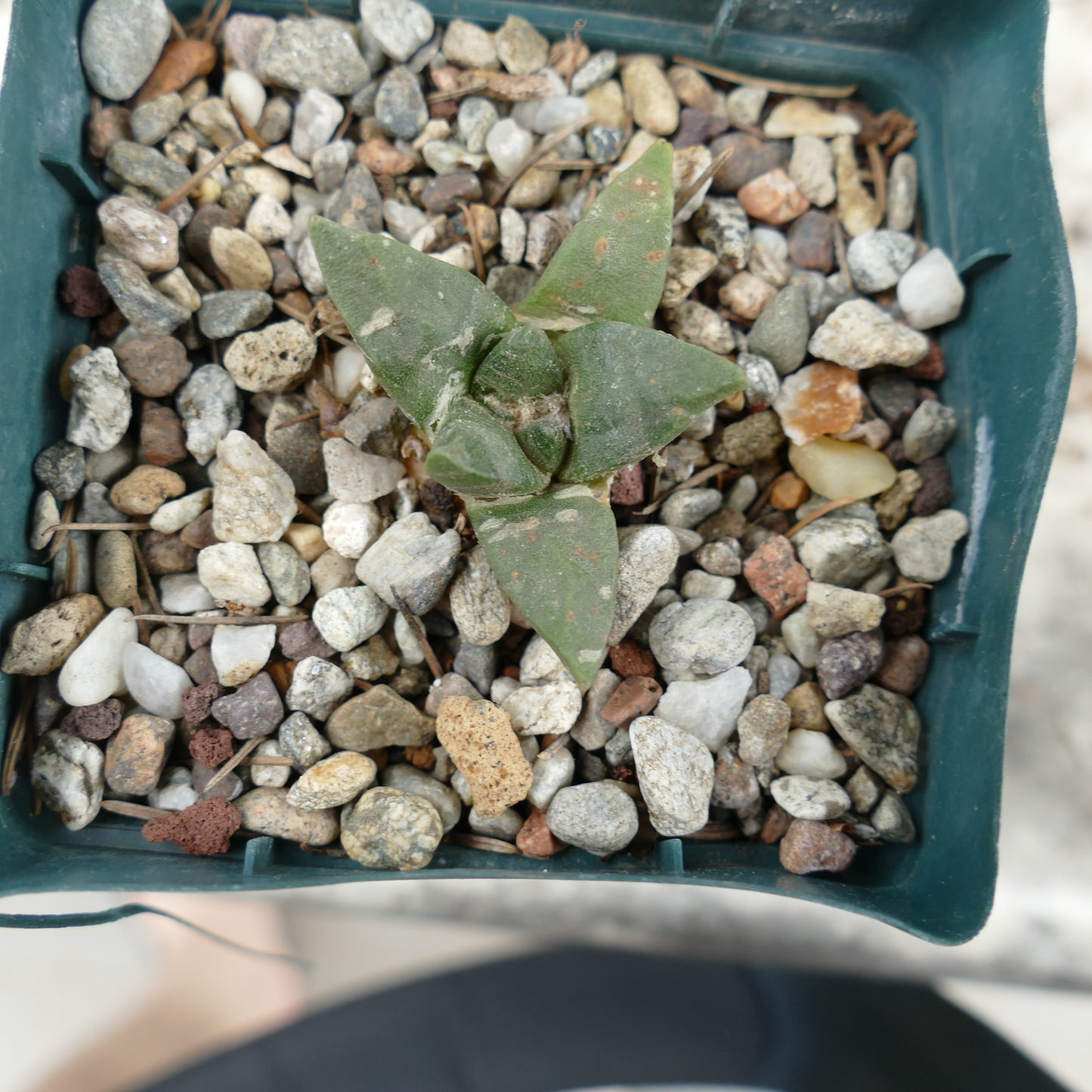 Ariocarpus retusus X Ariocarpus trigonus LL9