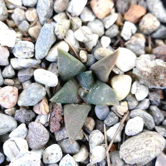 Ariocarpus retusus X Ariocarpus trigonus