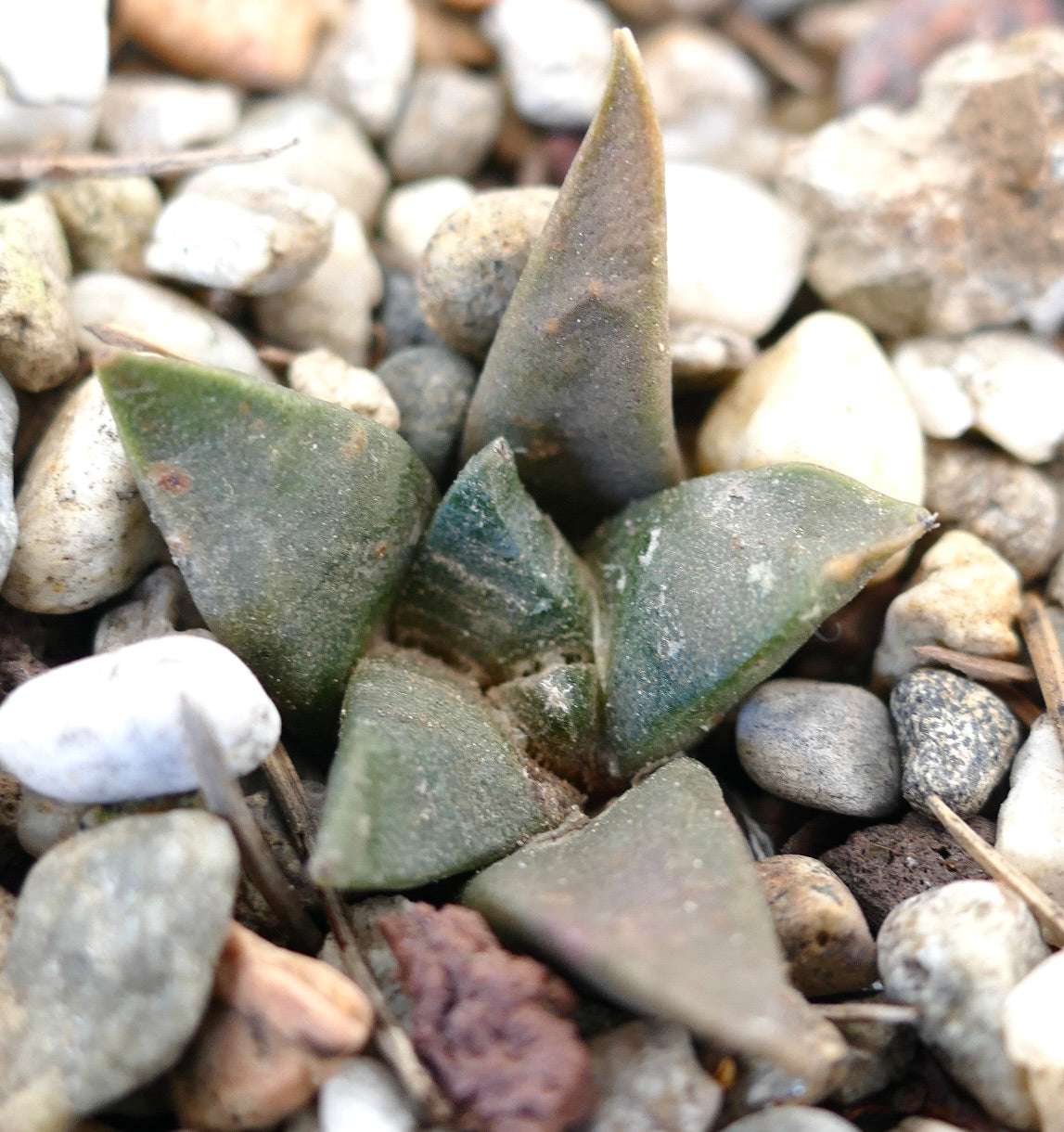 Ariocarpus retusus X Ariocarpus trigonus