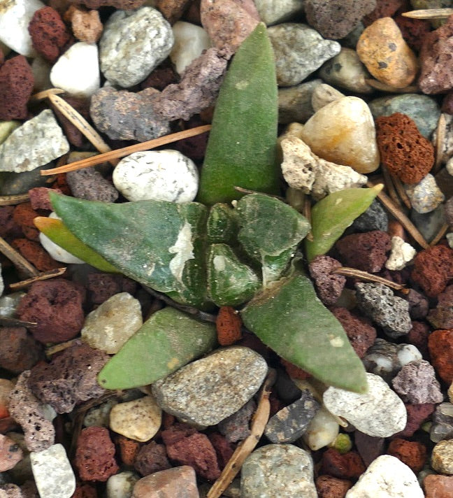 Ariocarpus retusus X agavoides HYBRID (seedling) 77Y