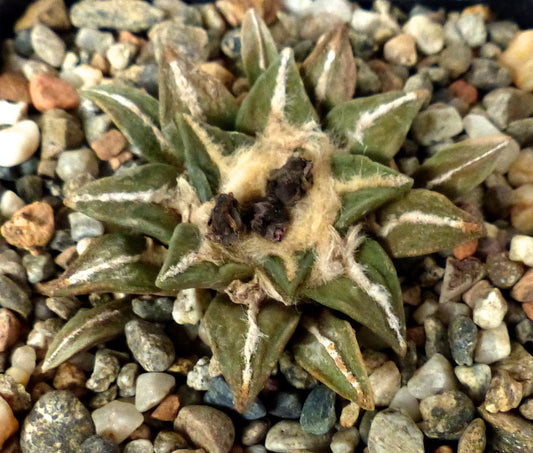 Cactus suculento Ariocarpus retusus X kotschoubeyanus con centro lanudo y hojas verdes en forma de estrella