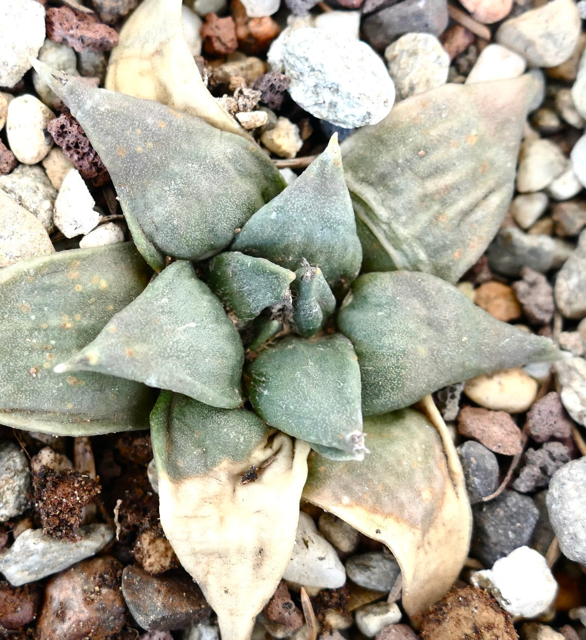 Ariocarpus retusus X retusus CAULIFLOWER