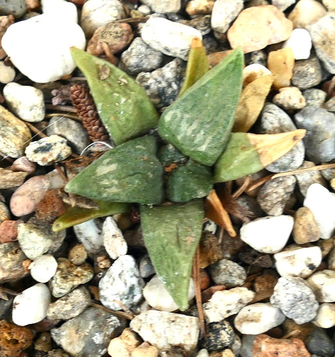 Ariocarpus retusus X retusus CAULIFLOWER