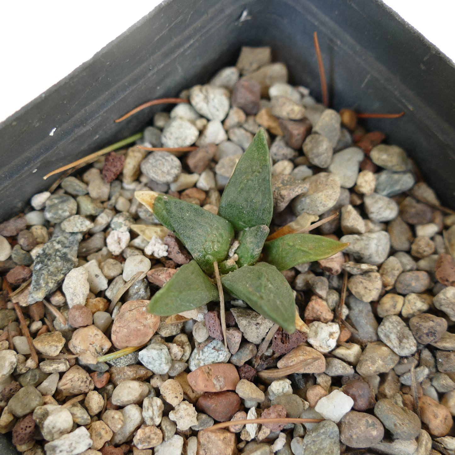 Ariocarpus retusus X retusus CAULIFLOWER