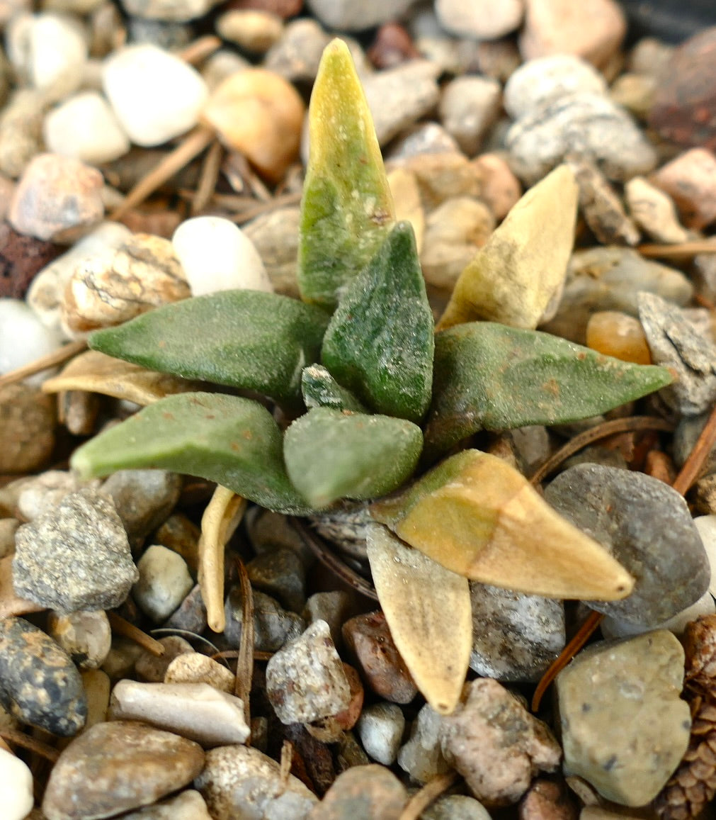 Ariocarpus retusus X retusus CAULIFLOWER