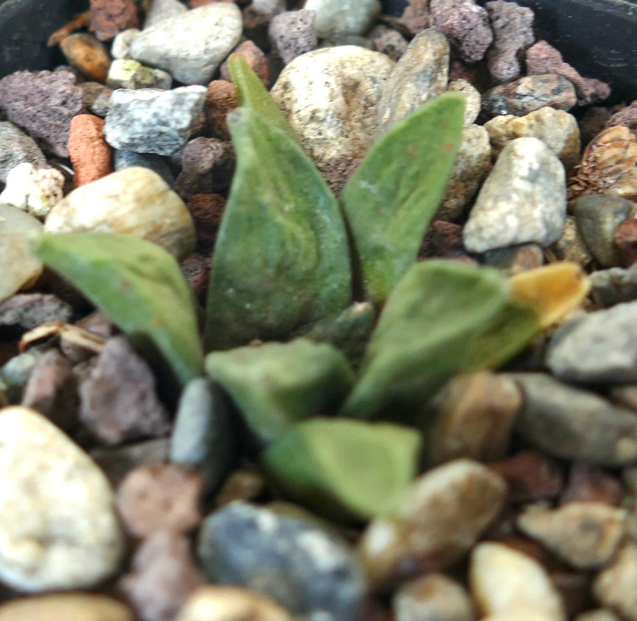 Ariocarpus retusus X retusus CAULIFLOWER