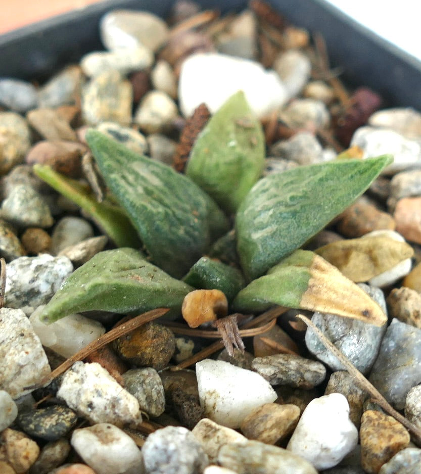 Ariocarpus retusus X retusus CAULIFLOWER