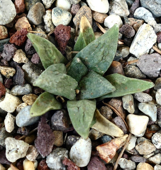 Ariocarpus retusus X retusus CAULIFLOWER