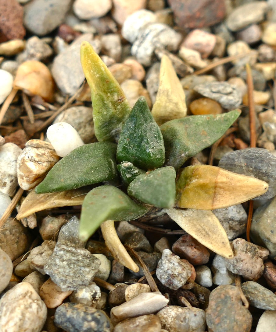 Ariocarpus retusus X retusus CAULIFLOWER