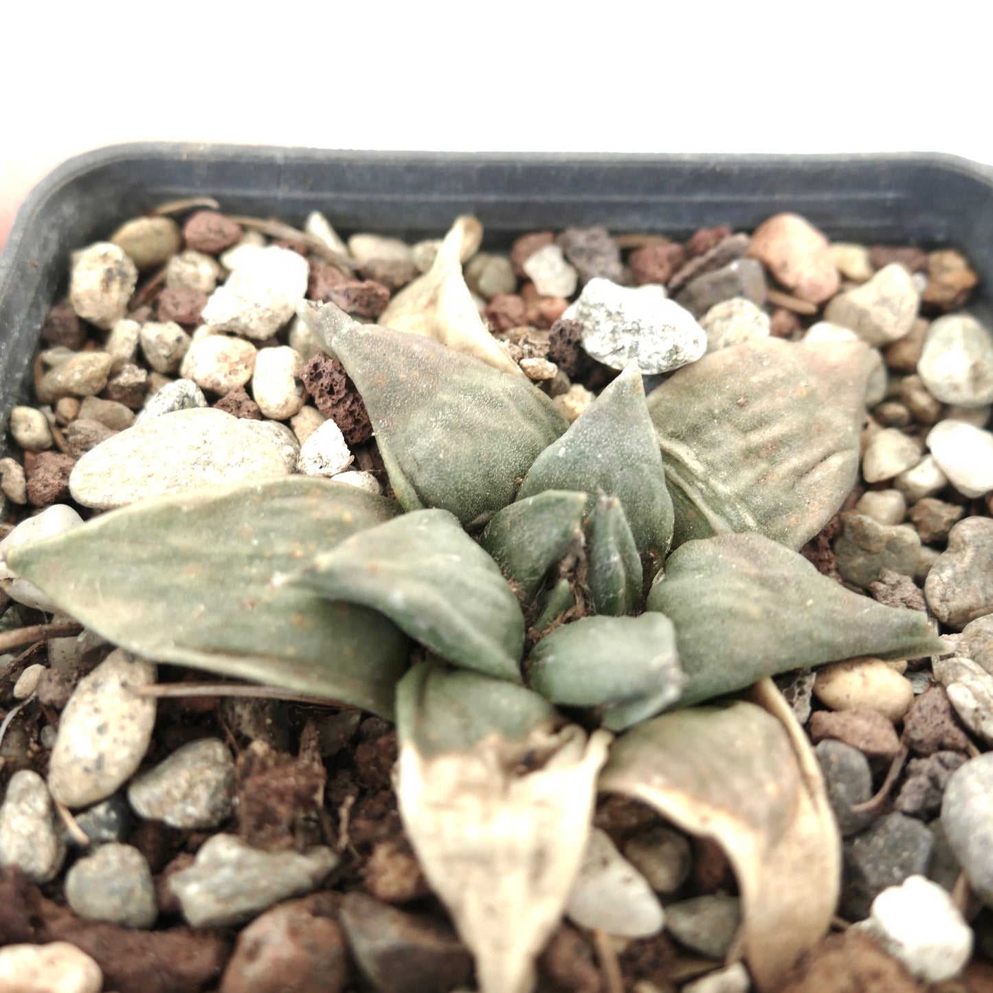 Ariocarpus retusus X retusus CAULIFLOWER