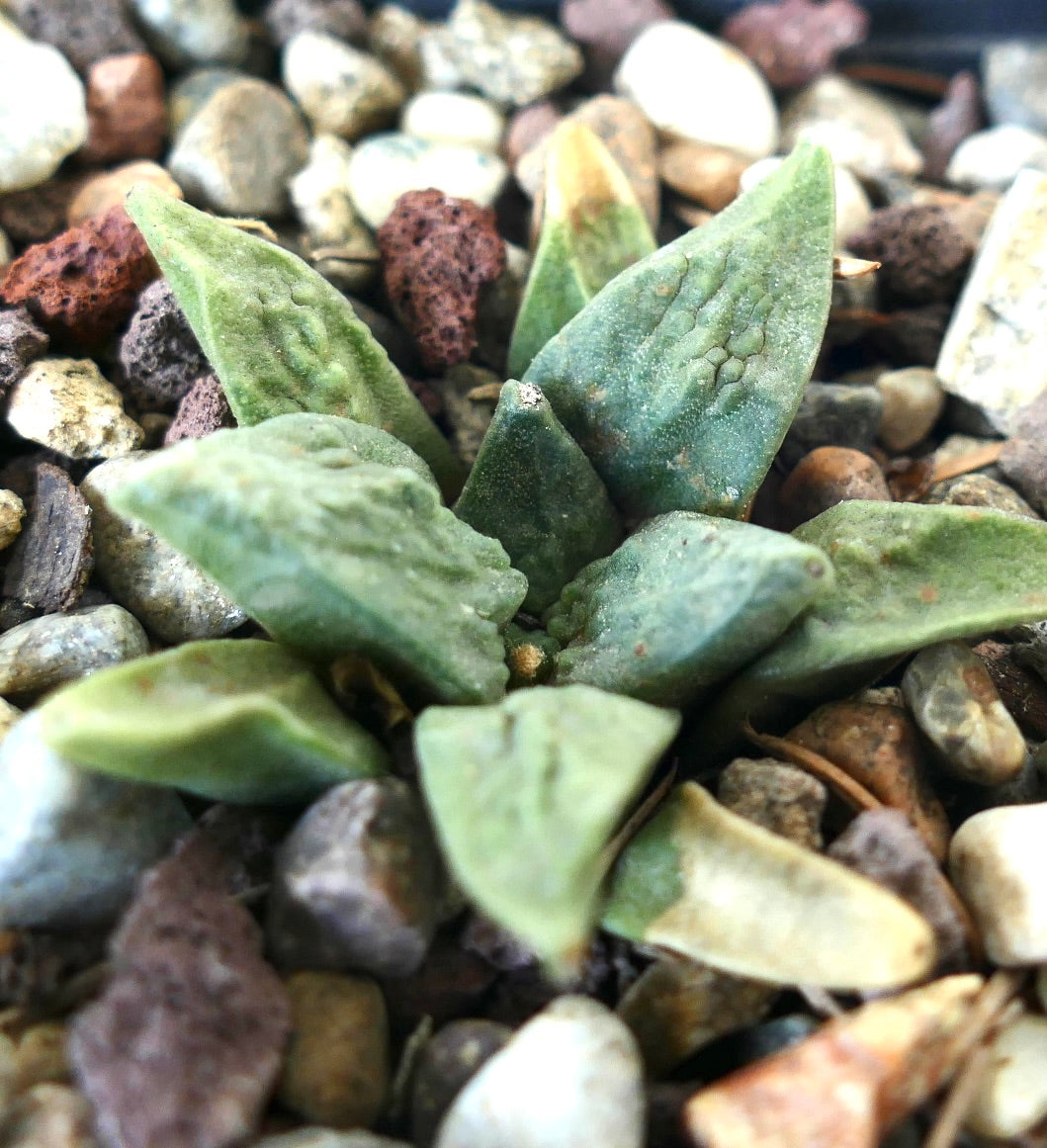 Ariocarpus retusus X retusus CAULIFLOWER