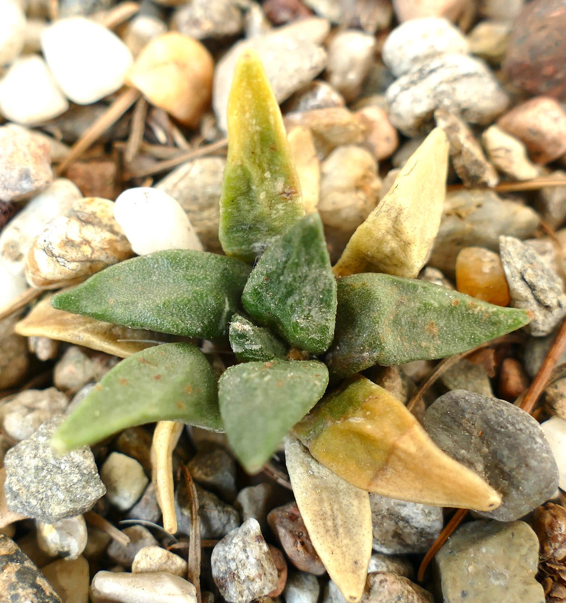 Ariocarpus retusus X retusus CAULIFLOWER