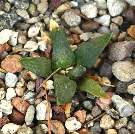 Ariocarpus retusus X retusus CAULIFLOWER