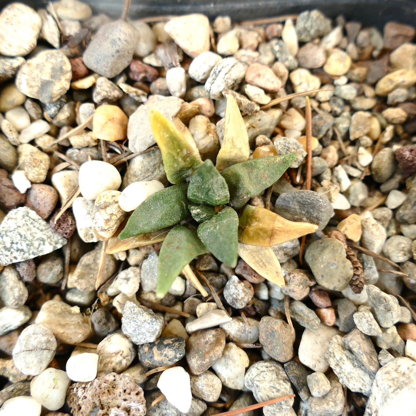 Ariocarpus retusus X retusus CAULIFLOWER