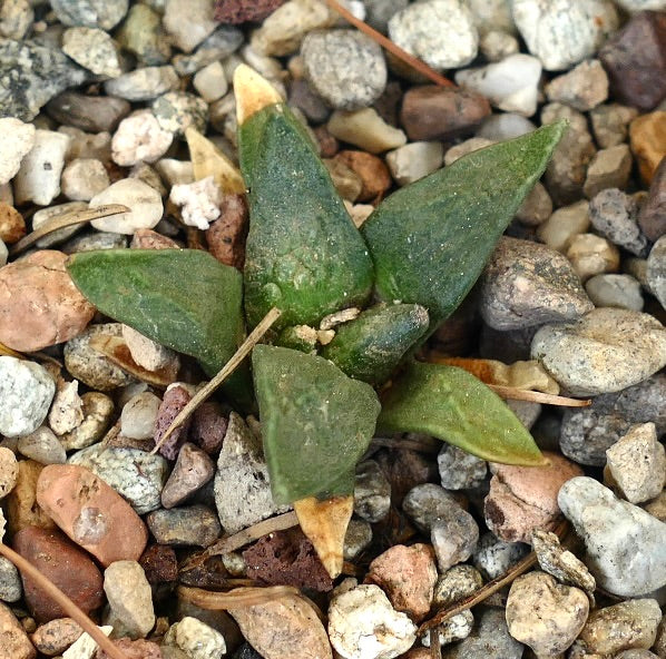 Ariocarpus retusus X retusus CAULIFLOWER