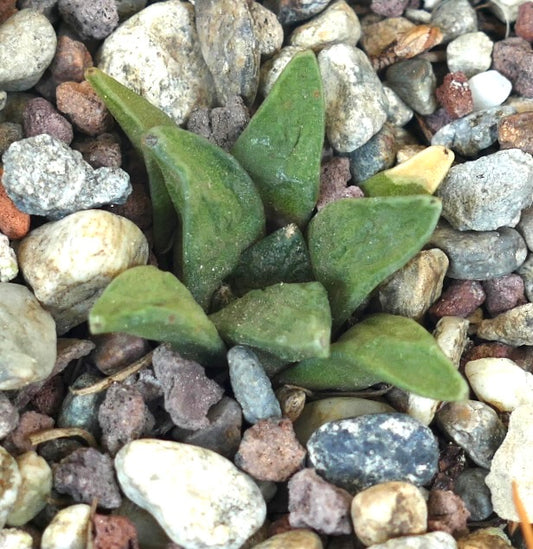 Ariocarpus retusus X retusus CAULIFLOWER