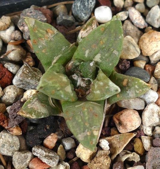 Ariocarpus retusus X retusus cv CAULIFLOWER (seedling) 29X