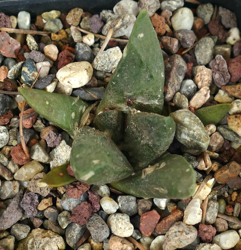 Ariocarpus retusus X retusus cv CAULIFLOWER (seedling) 67C