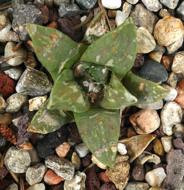 Ariocarpus retusus X retusus cv CAULIFLOWER (seedling) 29X