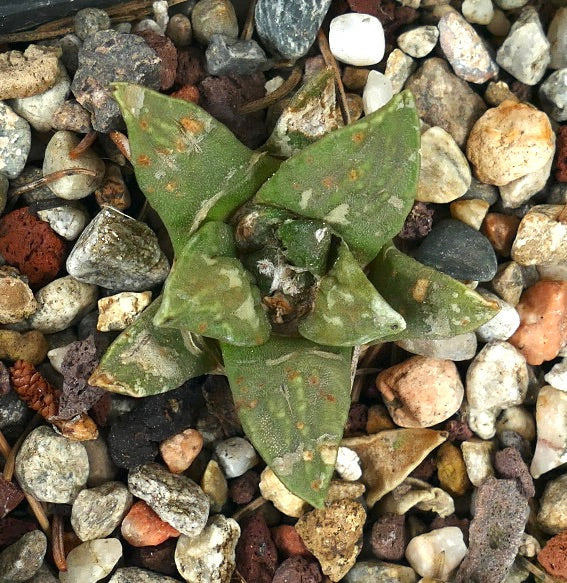 Ariocarpus retusus X retusus cv CAULIFLOWER (seedling) 29X