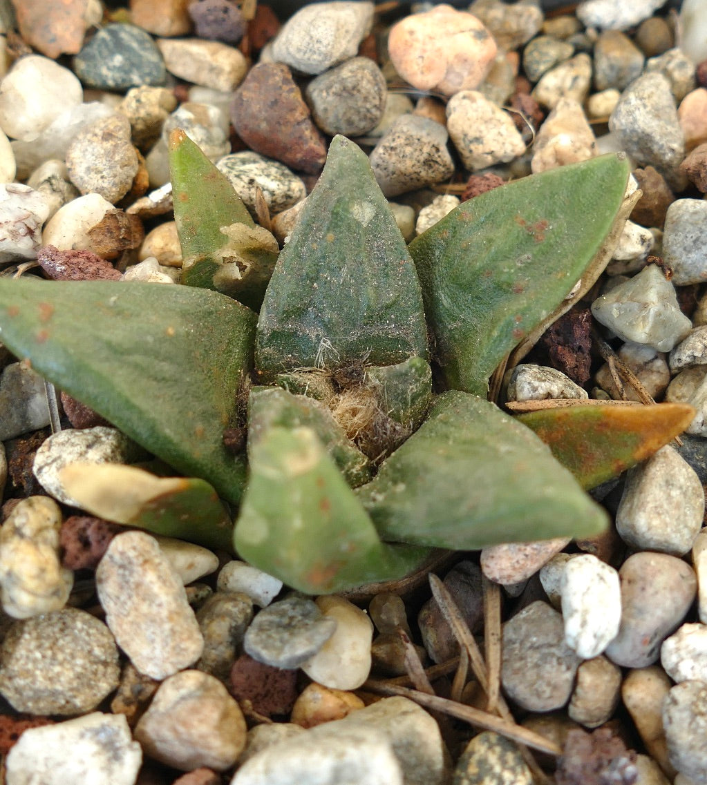 Ariocarpus retusus X scapharostroides