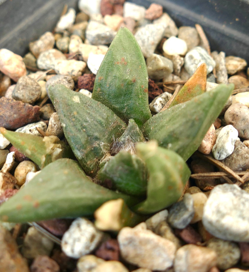 Ariocarpus retusus X scapharostroides