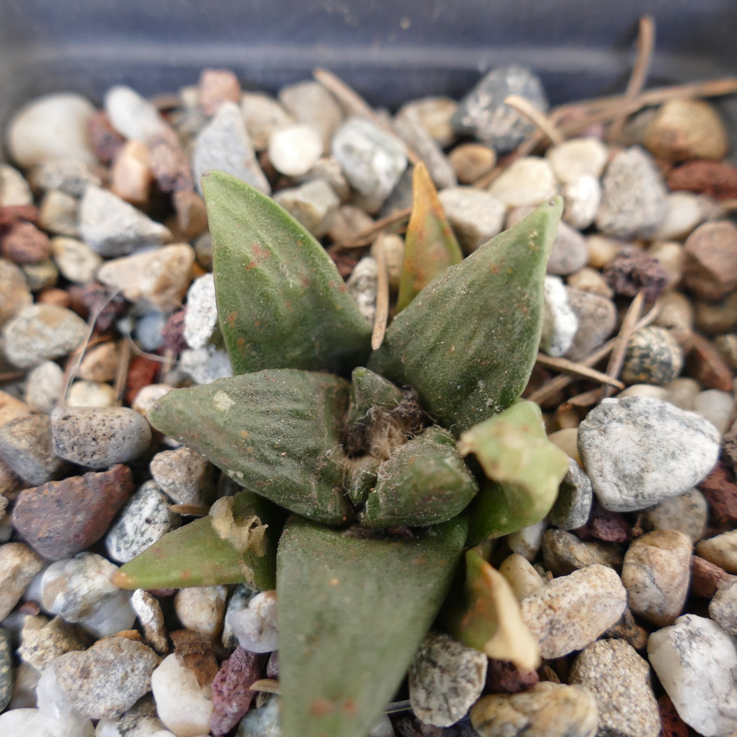 Ariocarpus retusus X scapharostroides