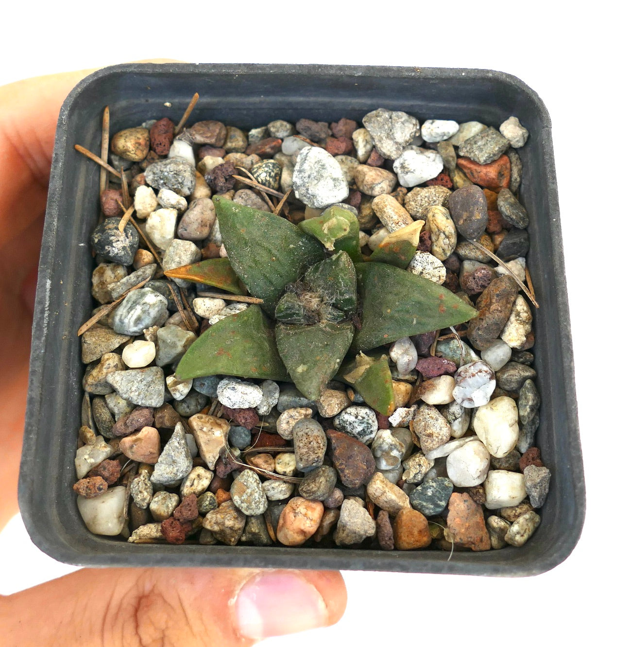 Ariocarpus retusus X scapharostroides