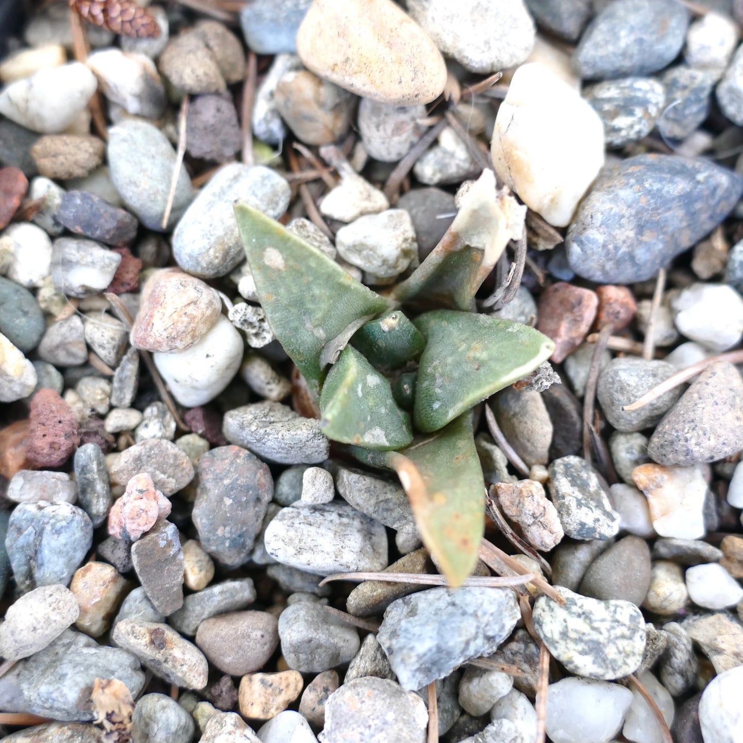 Ariocarpus retusus X trigonus