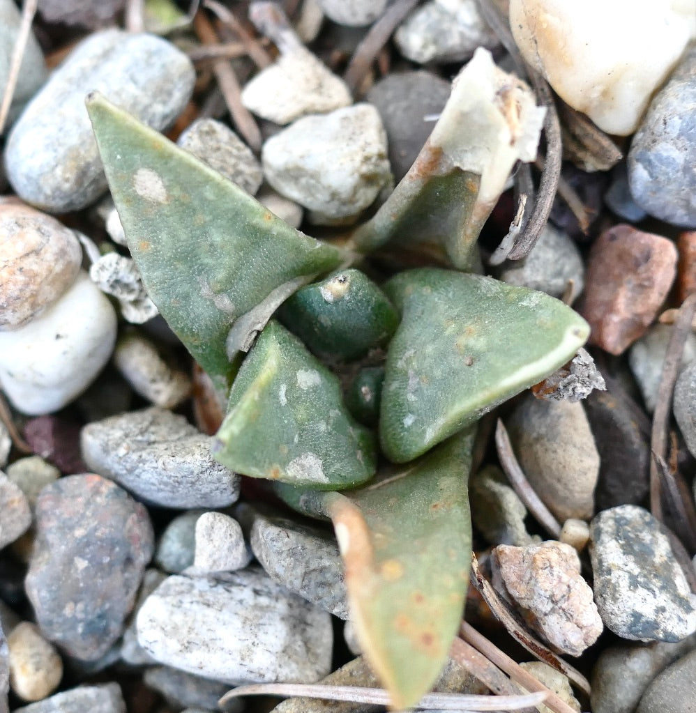 Ariocarpus retusus X trigonus