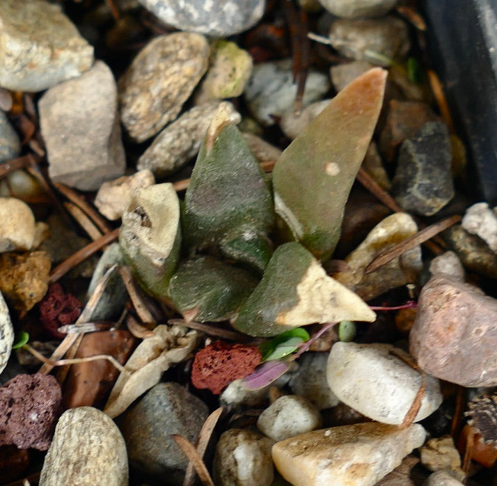 Ariocarpus retusus X trigonus HYBRID (seedling) C86