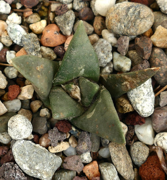 Ariocarpus retusus X trigonus HYBRID (seedling) BF5