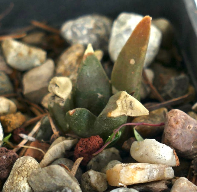 Ariocarpus retusus X trigonus HYBRID (seedling) C86 