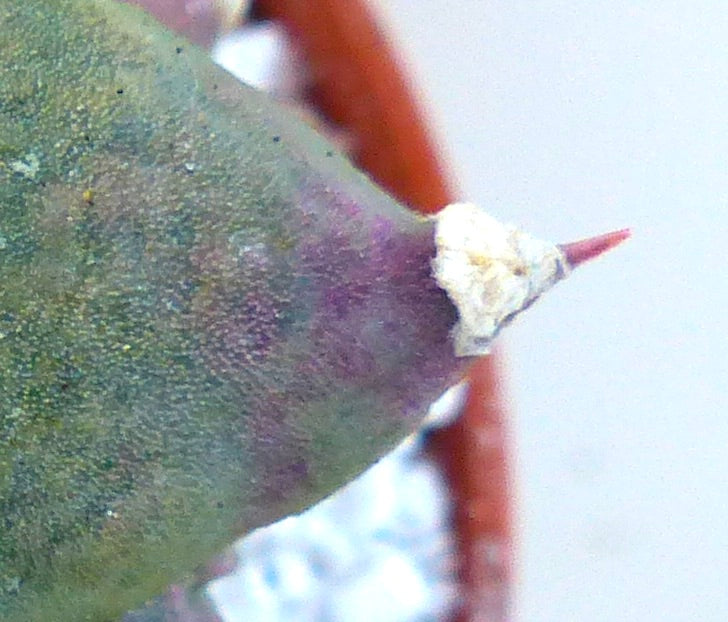 Ariocarpus retusus ZG104 SEEDS