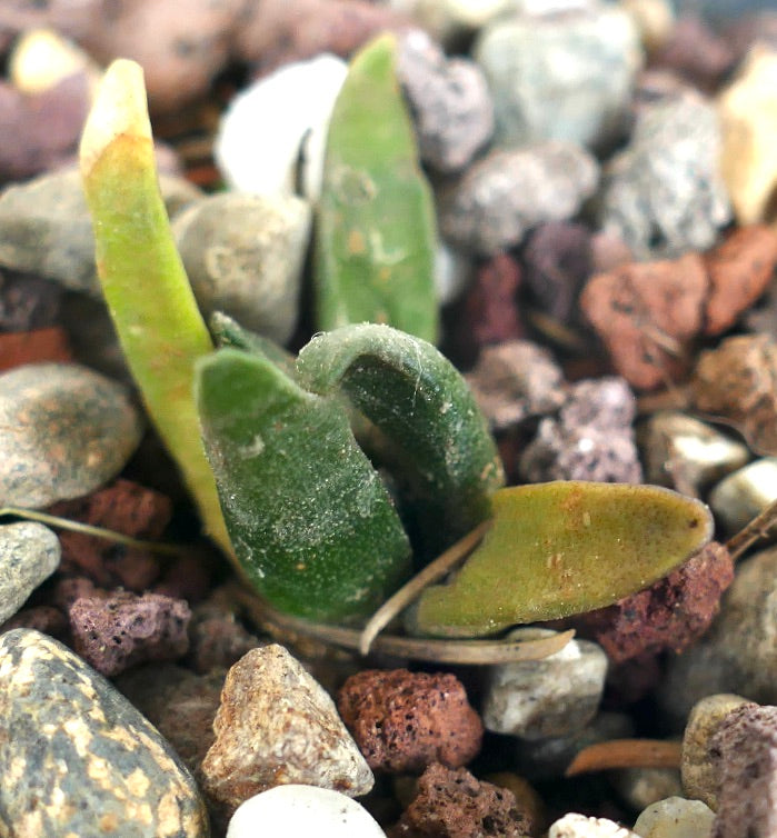 Ariocarpus retusus (Galeana, Nuevo Leon)