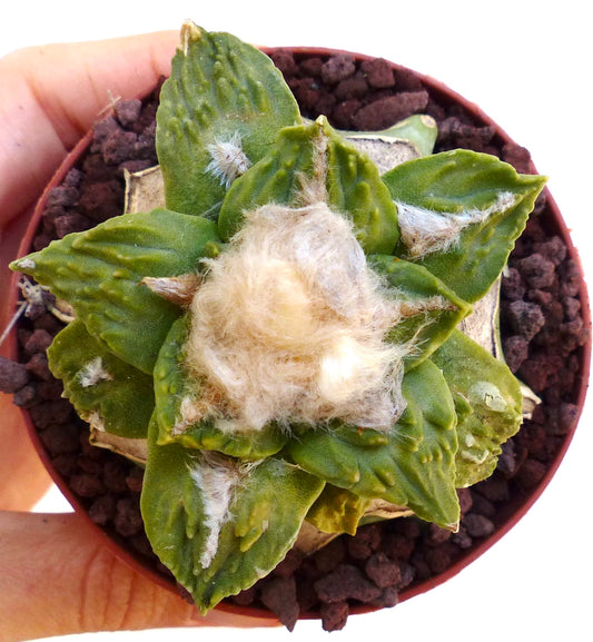 Ariocarpus retusus "Green Star" X Cauliflower LNA SEEDS