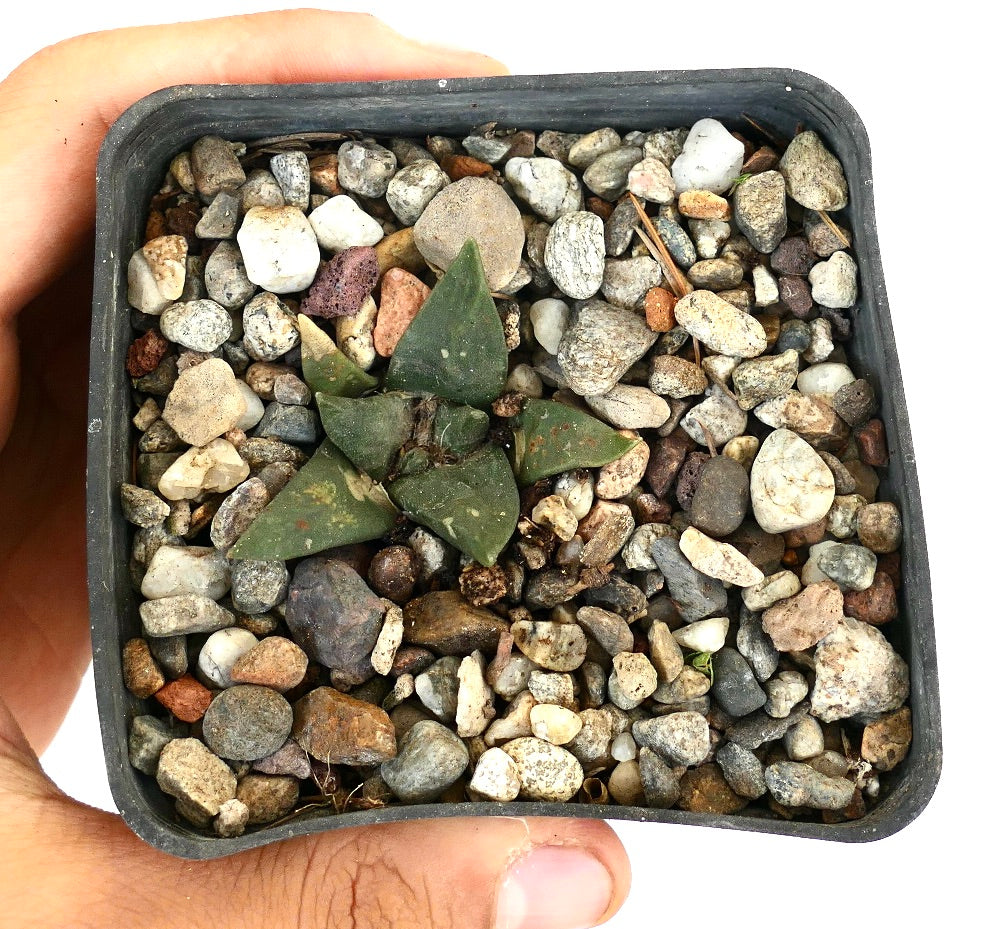 Ariocarpus retusus cv CAULIFLOWER (seedling) 215